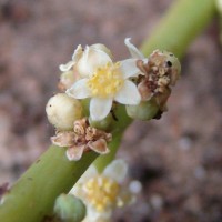 Spondias pinnata (L.f.) Kurz